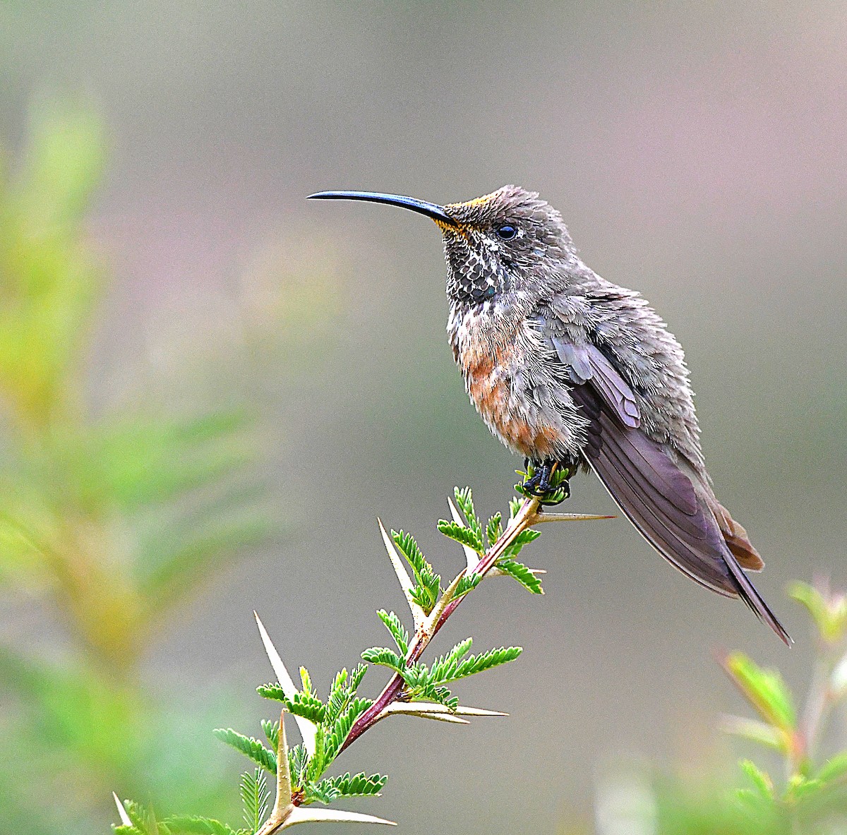 Wedge-tailed Hillstar - Ari Weiss