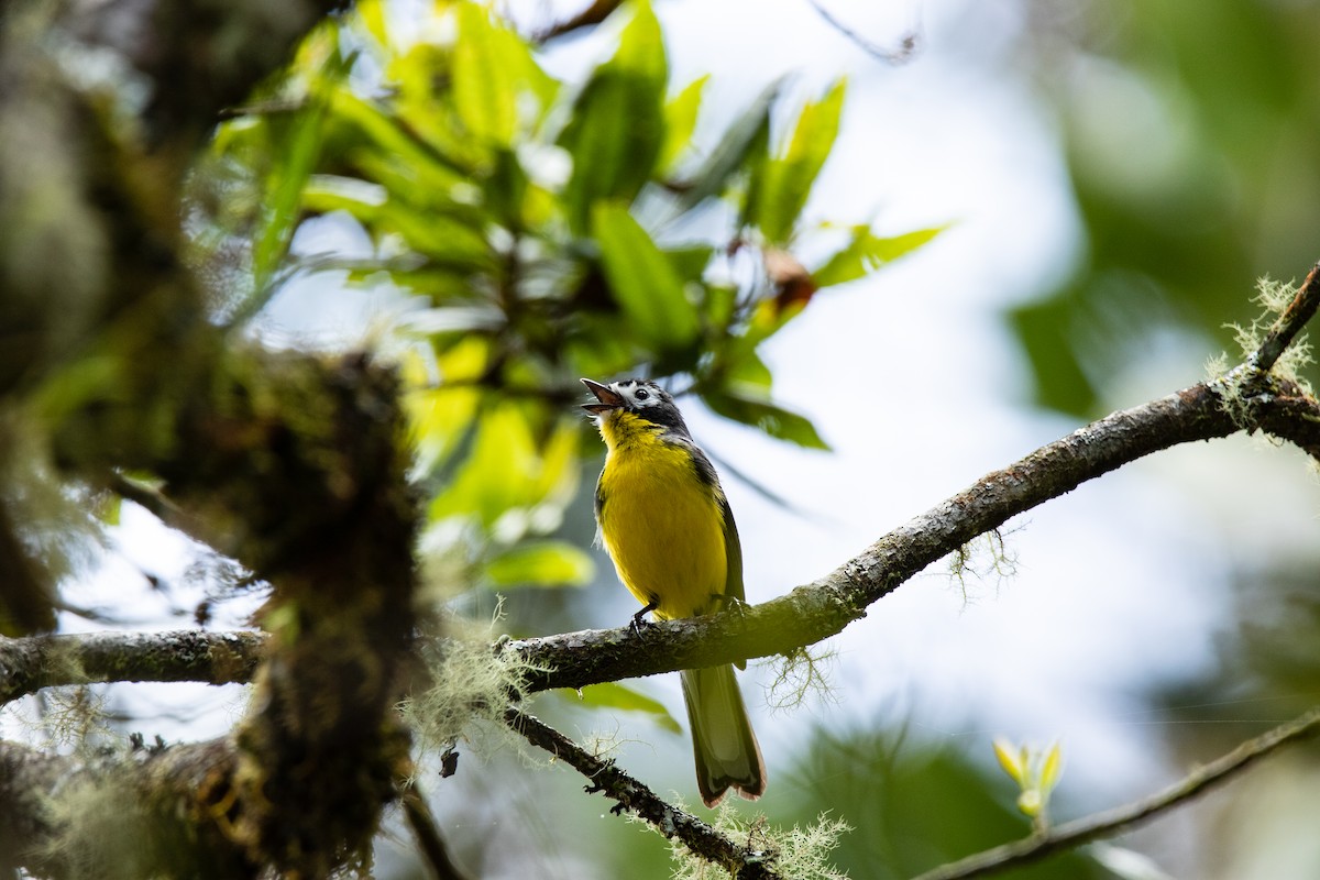 White-fronted Redstart - Luis A Rivero