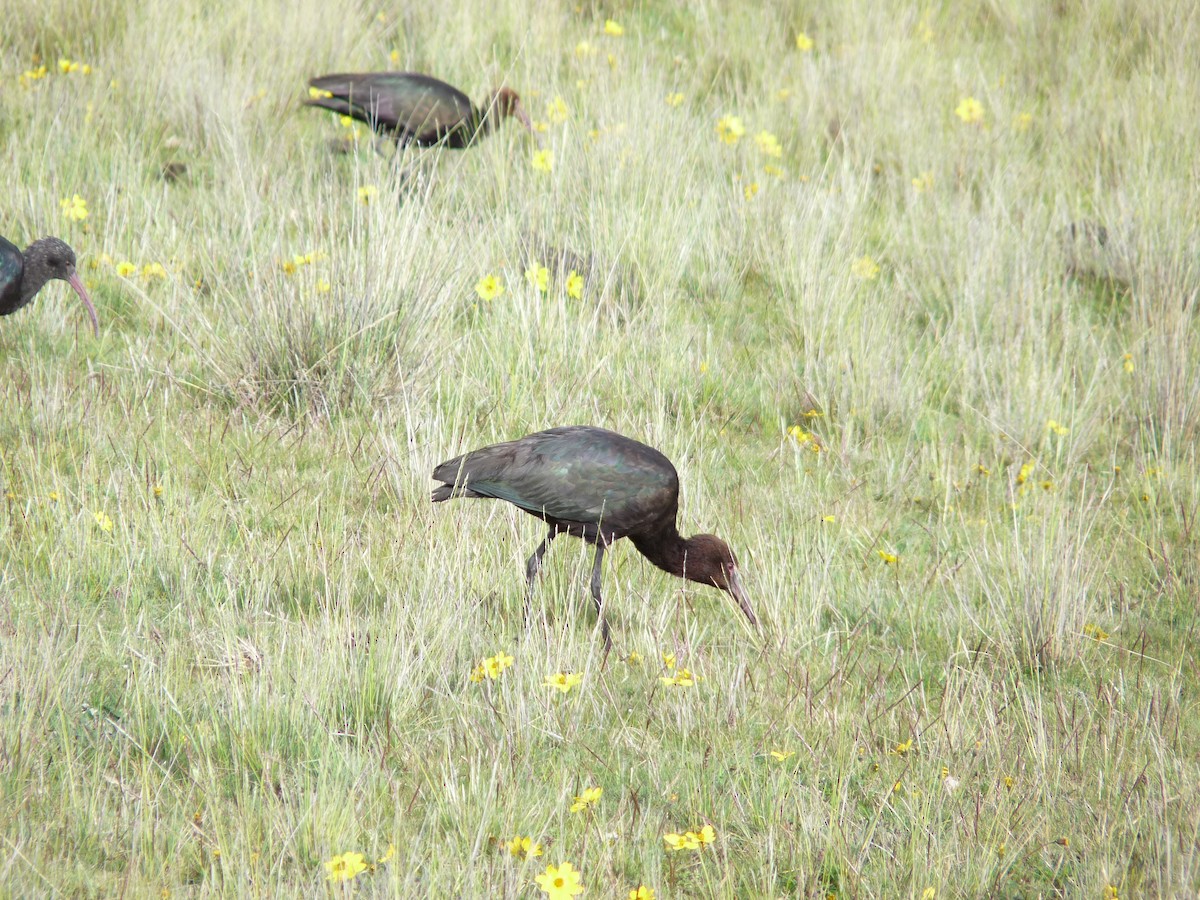 ibis andský - ML581295411