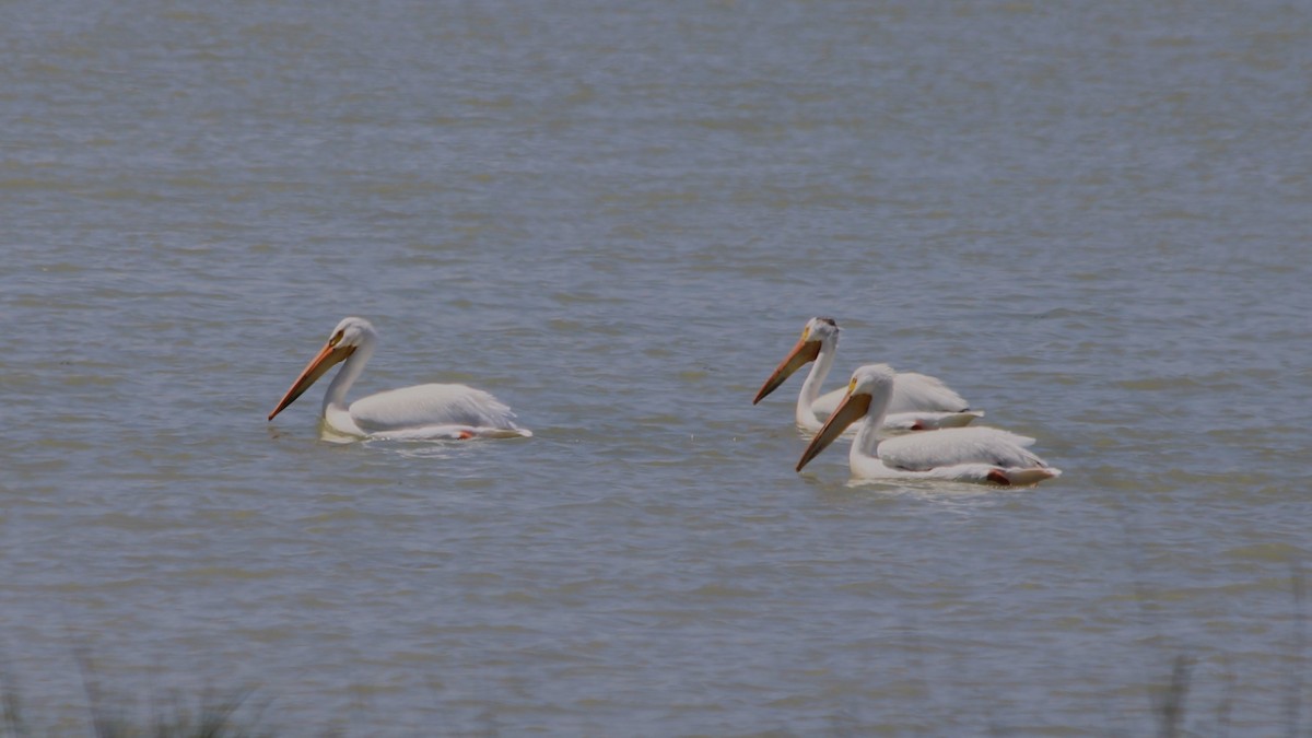 pelikán severoamerický - ML581297131