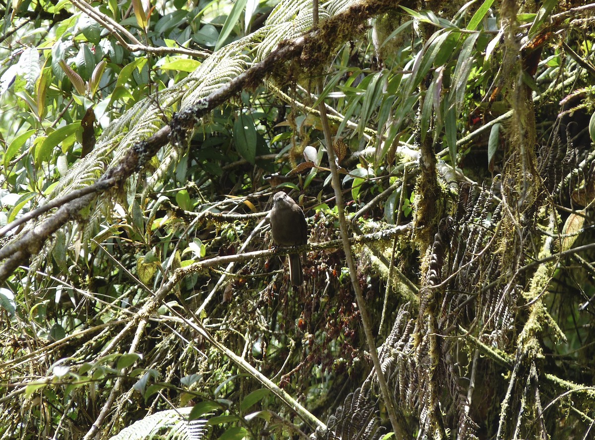 Smoky Bush-Tyrant - ML581298771