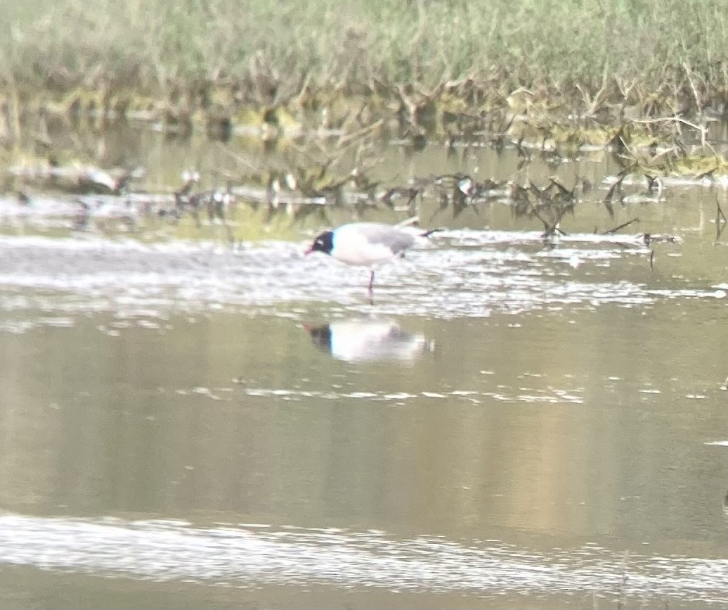 Franklin's Gull - ML581299031