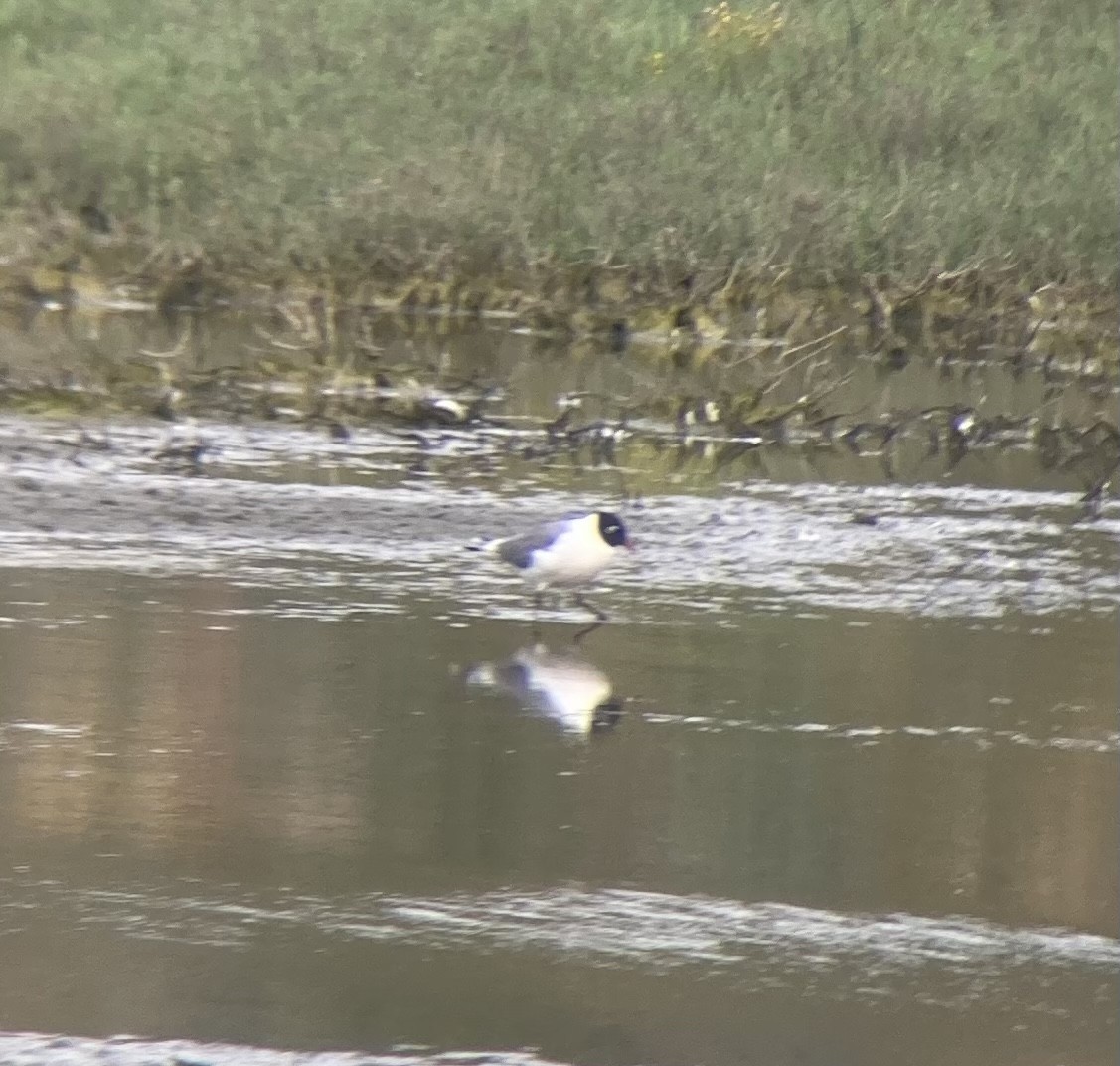 Franklin's Gull - ML581299041