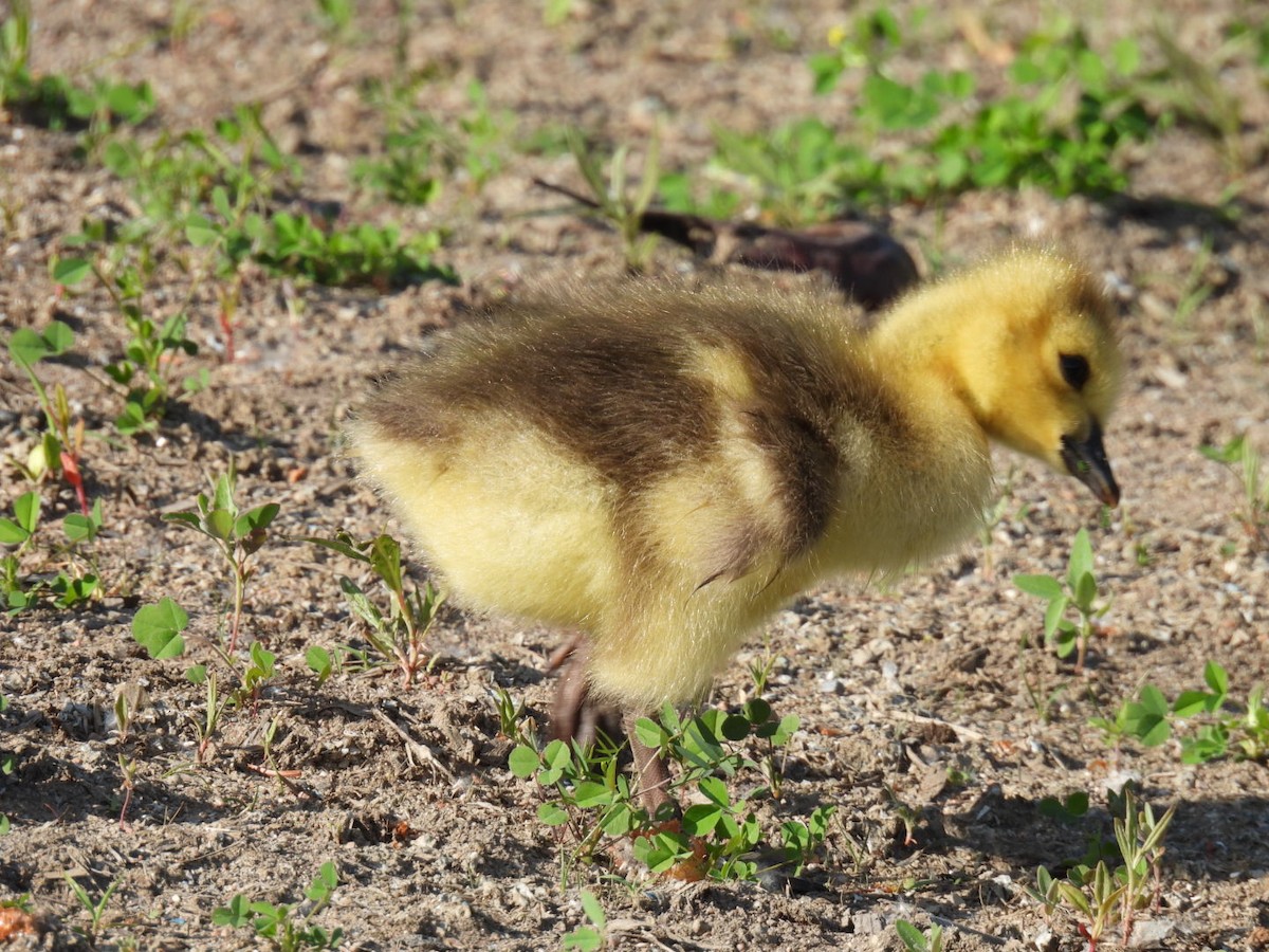 Canada Goose - Joe McGill