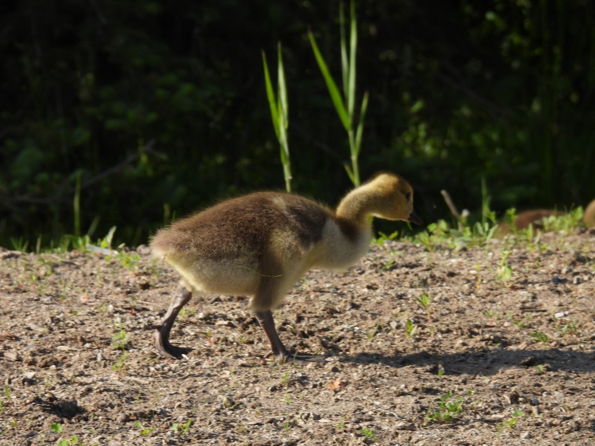 Canada Goose - ML581299491