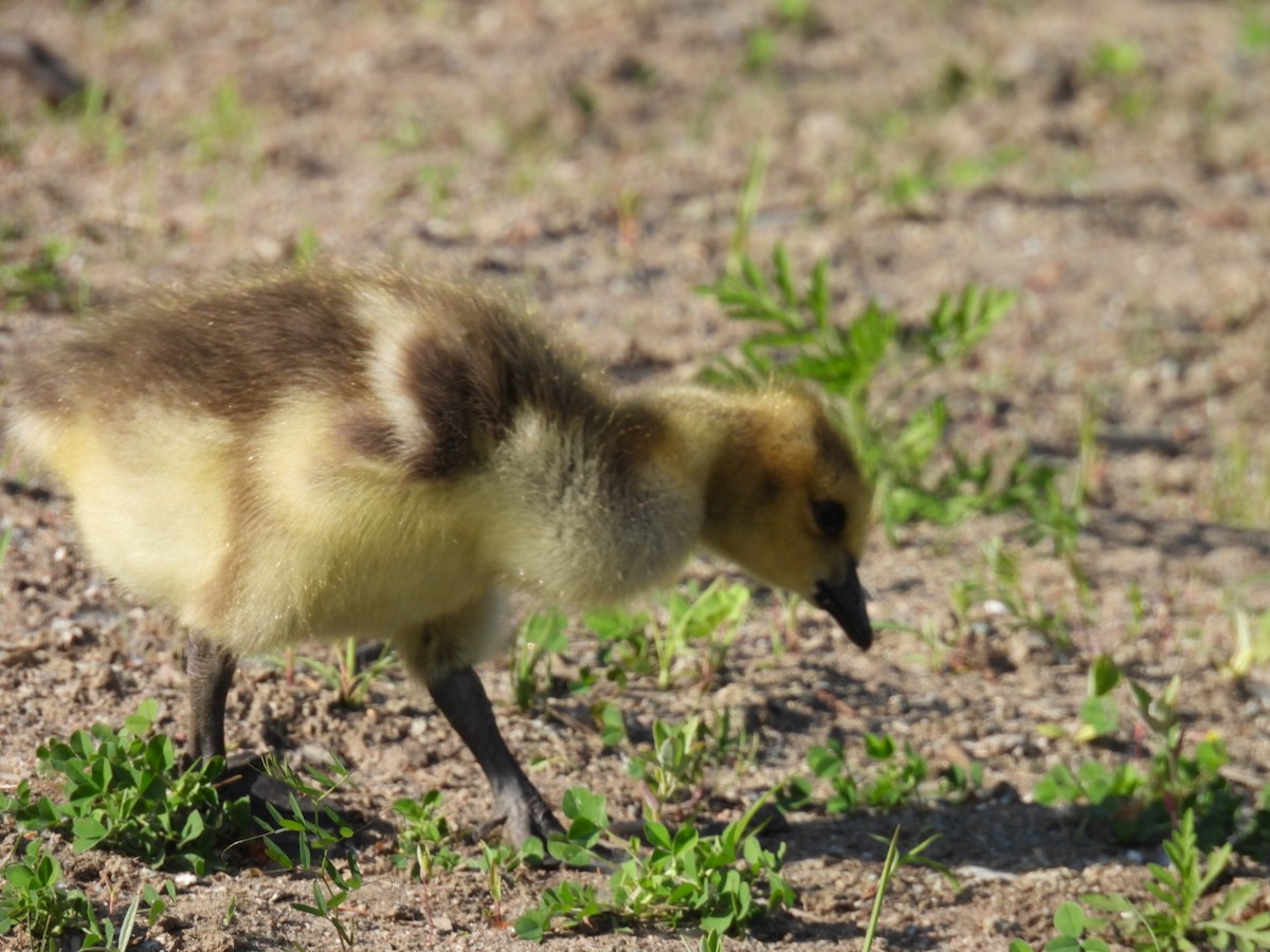 Canada Goose - Joe McGill