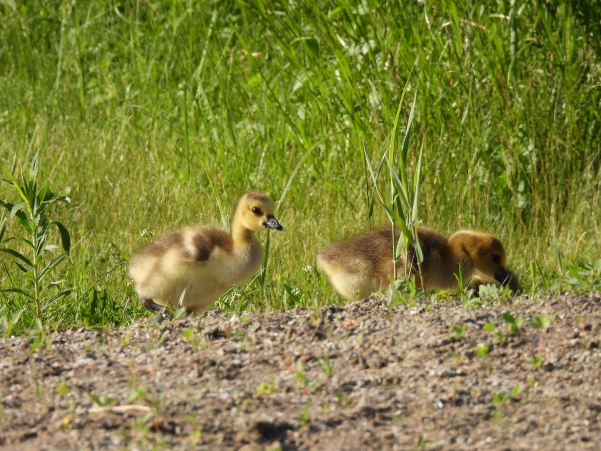 Canada Goose - Joe McGill