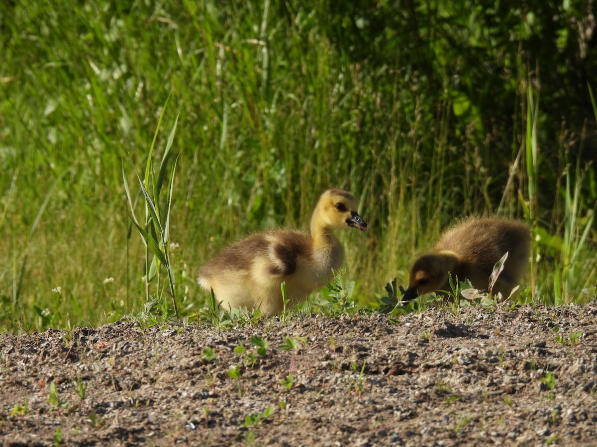 Canada Goose - Joseph McGill