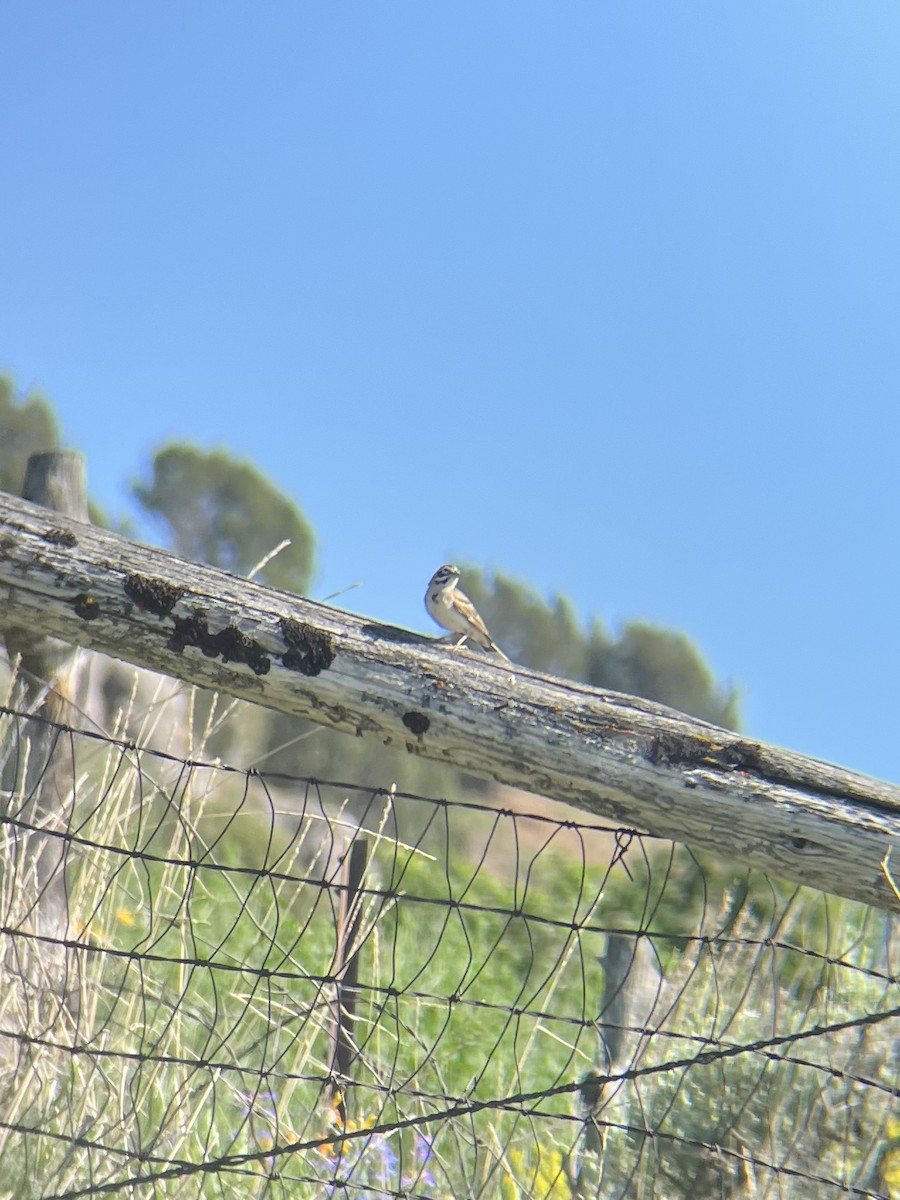 Lark Sparrow - Noah Wolff