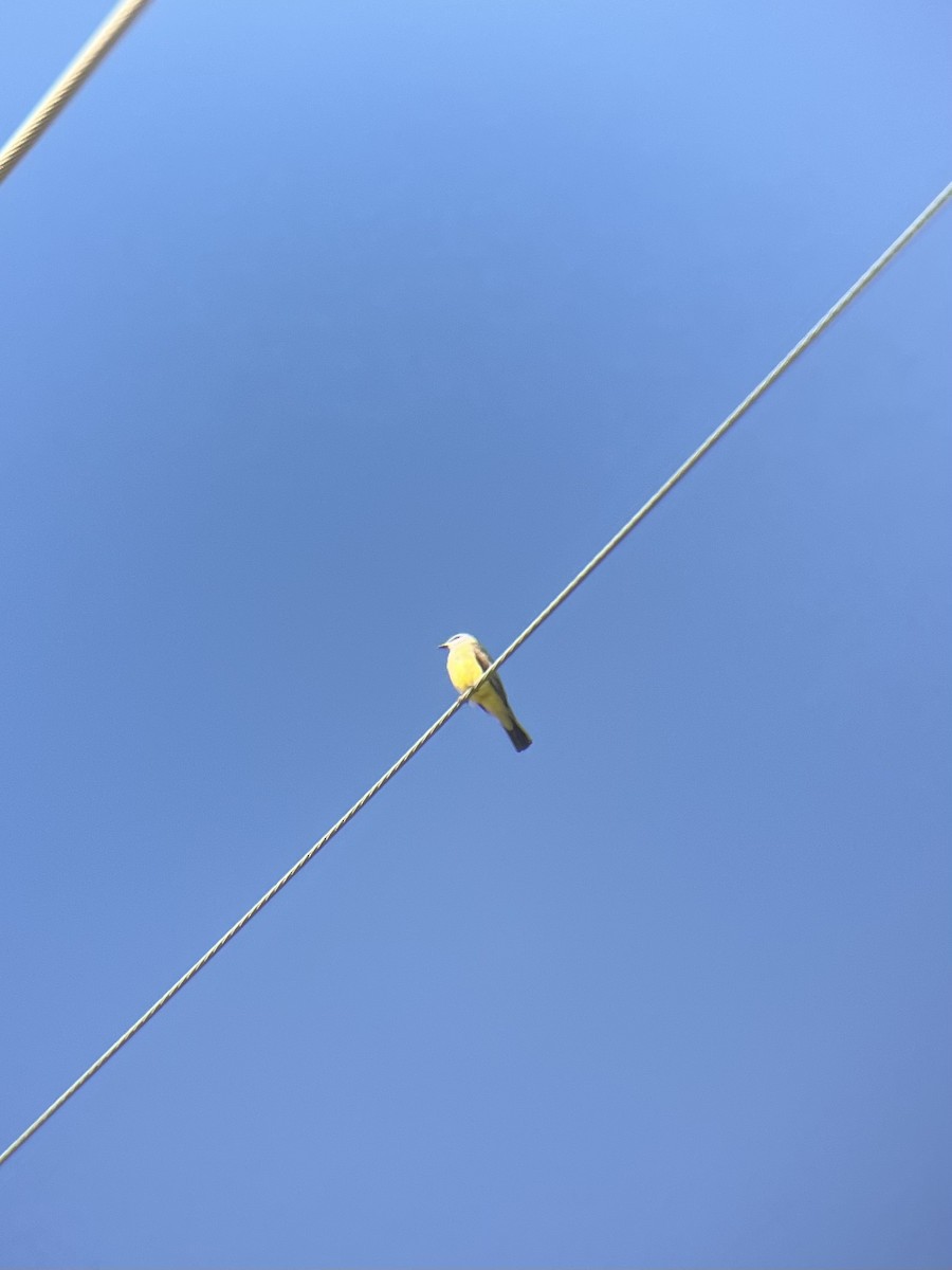 Western Kingbird - ML581299911