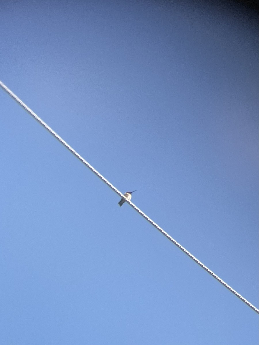 Black-chinned Hummingbird - ML581300041