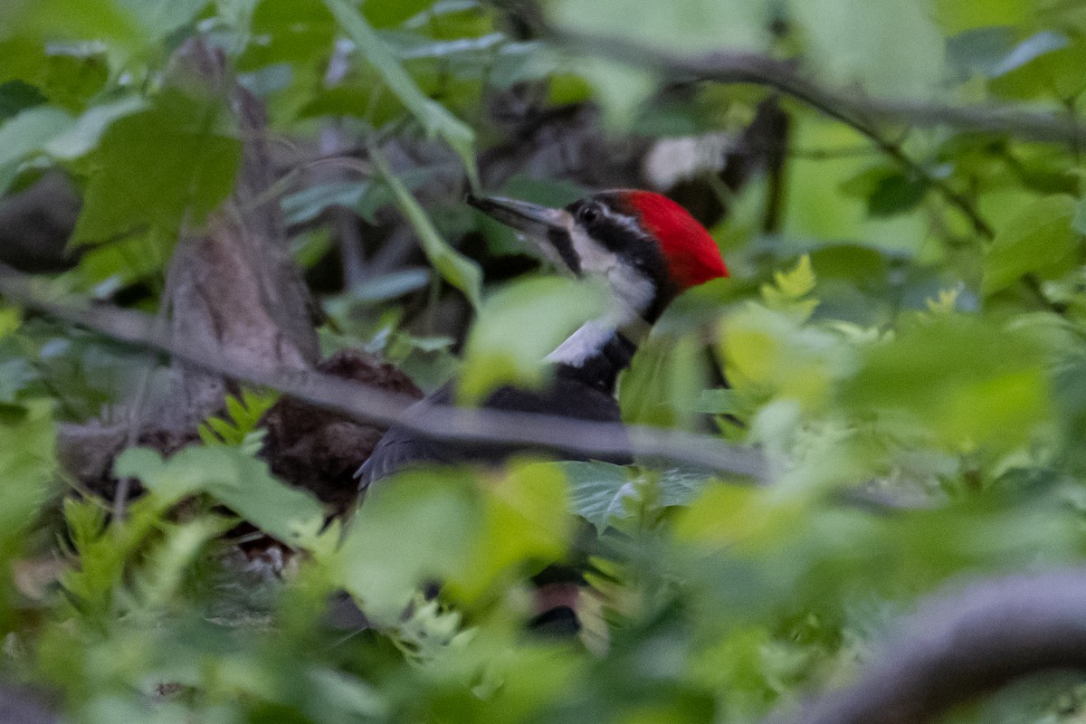 Pileated Woodpecker - ML581300461