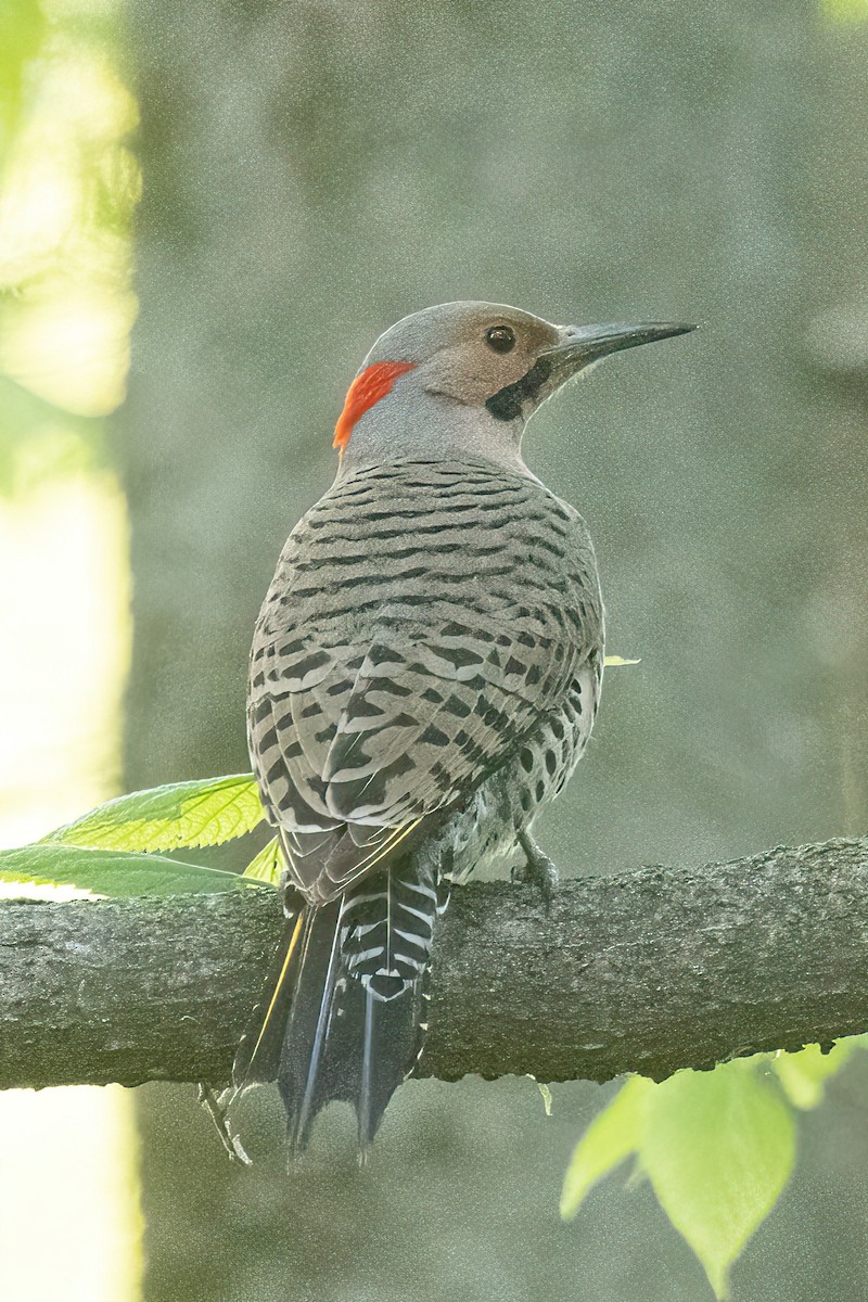 Northern Flicker - ML581300481