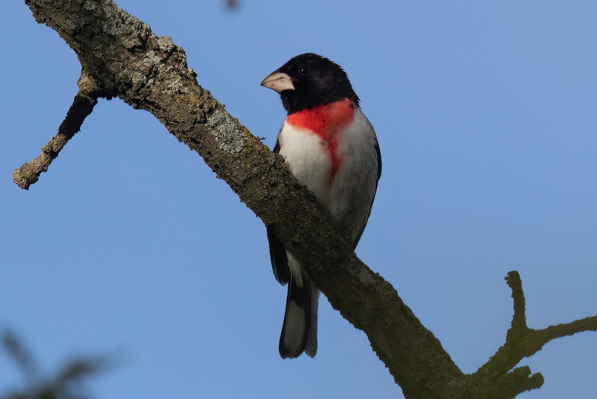Rose-breasted Grosbeak - ML581300641