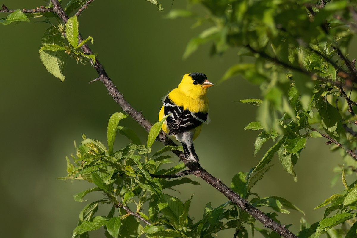 American Goldfinch - ML581300861