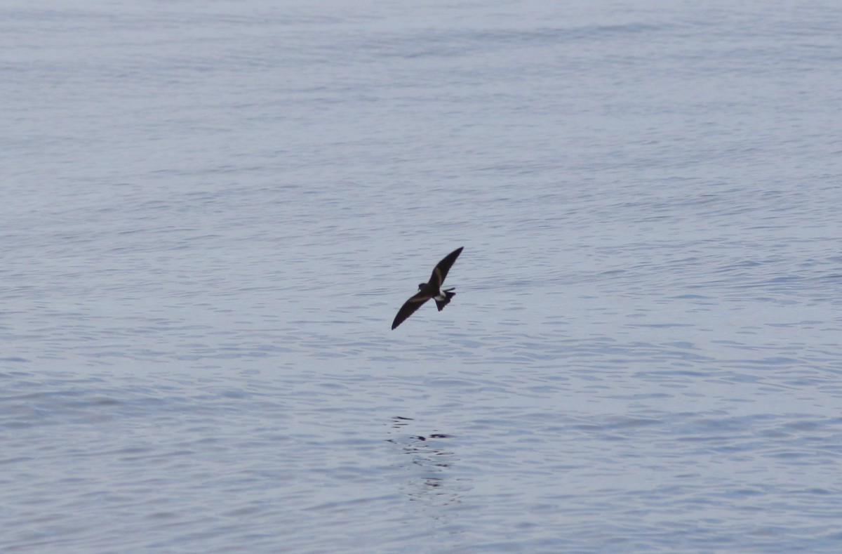 Leach's Storm-Petrel - ML581301011