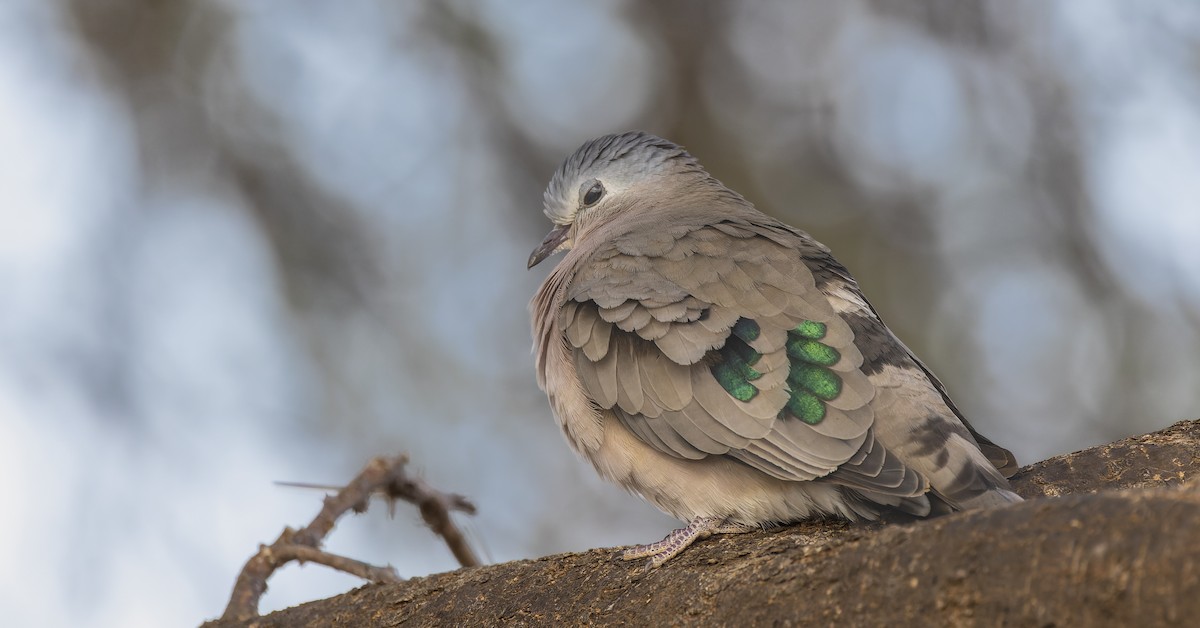 Emerald-spotted Wood-Dove - Gary Leavens