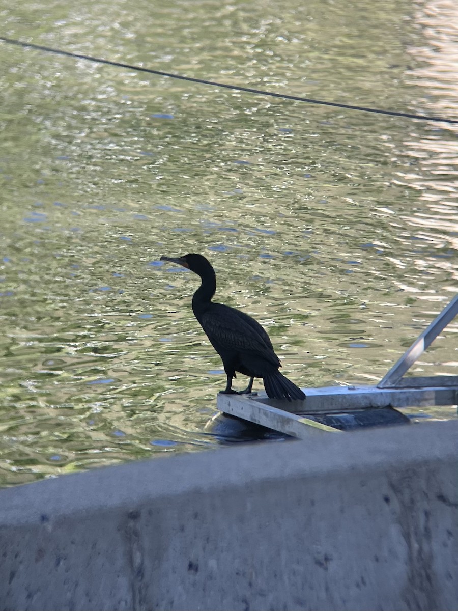 Double-crested Cormorant - ML581301121