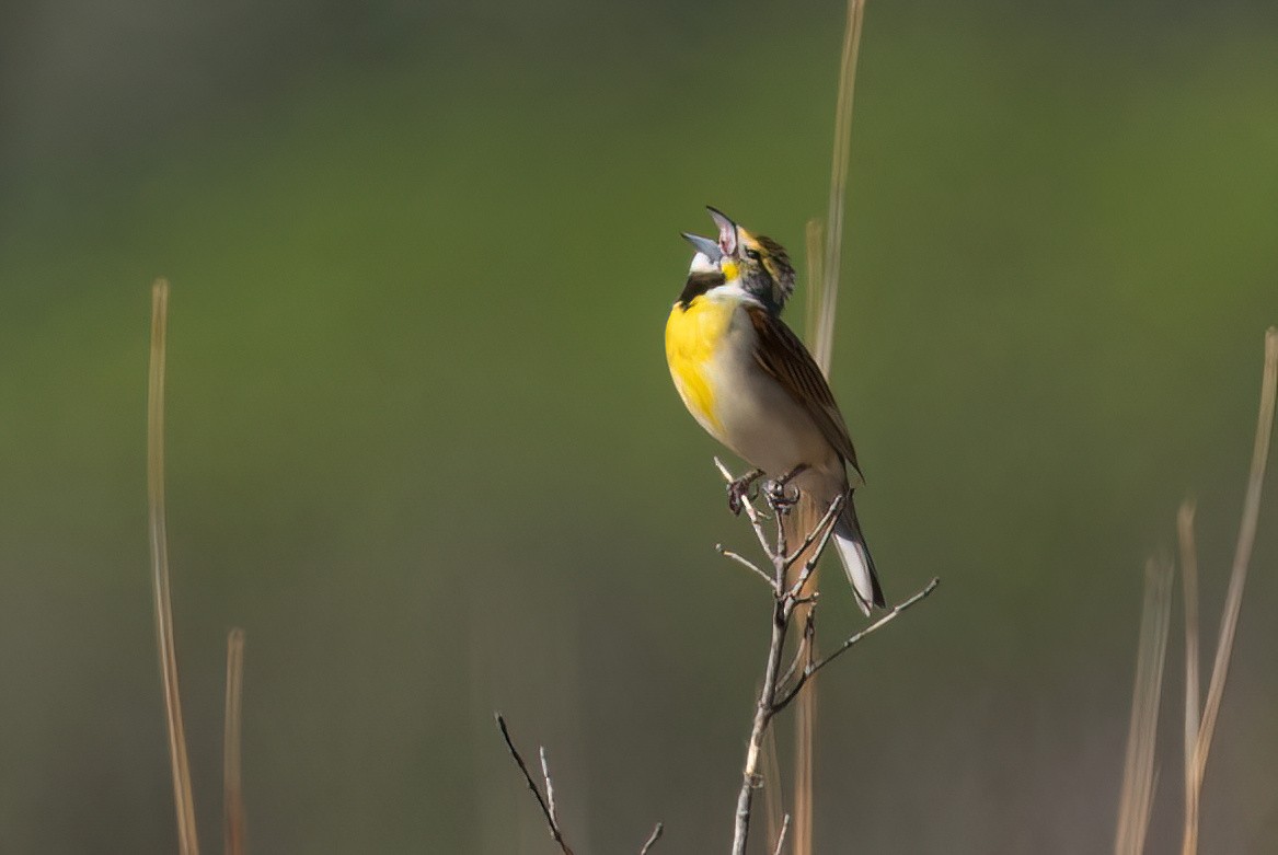 Dickcissel - ML581301131
