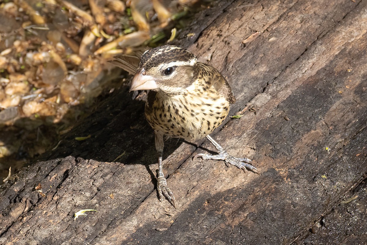 Rose-breasted Grosbeak - ML581301191