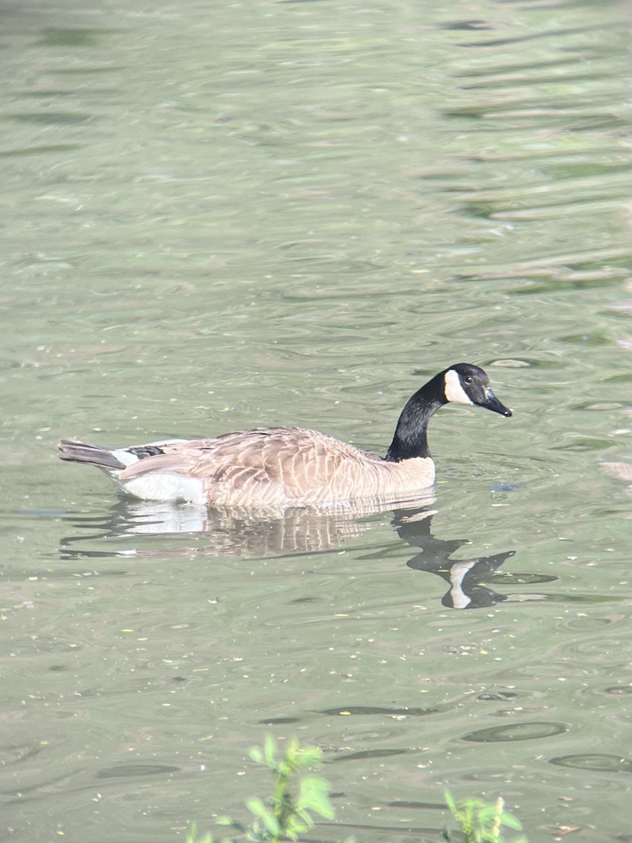 Canada Goose - Noah Wolff