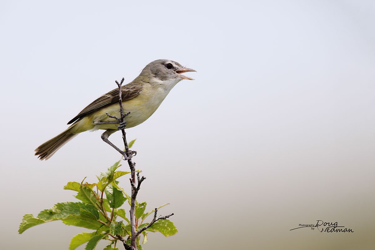 Bell's Vireo - ML581301741