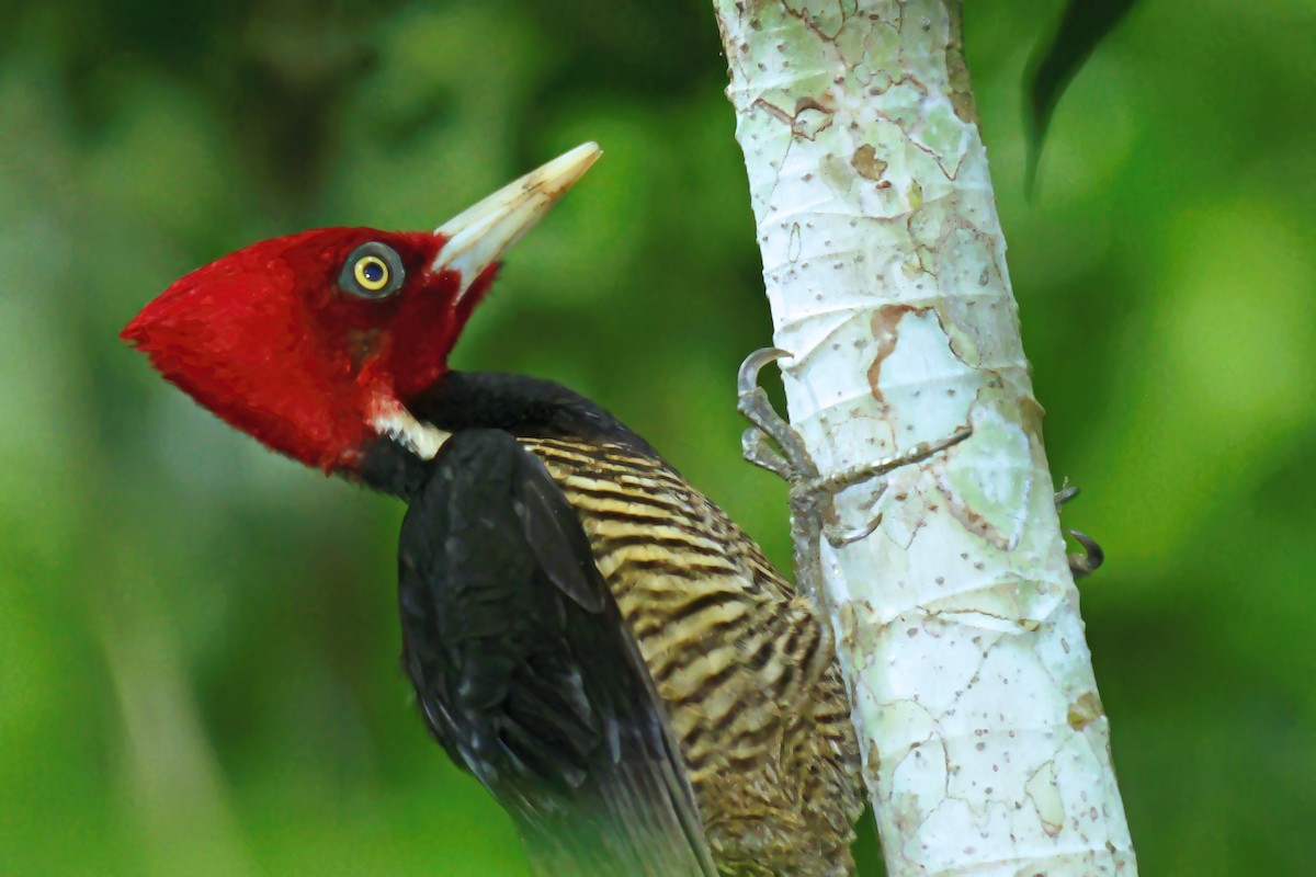 Pale-billed Woodpecker - ML581303361
