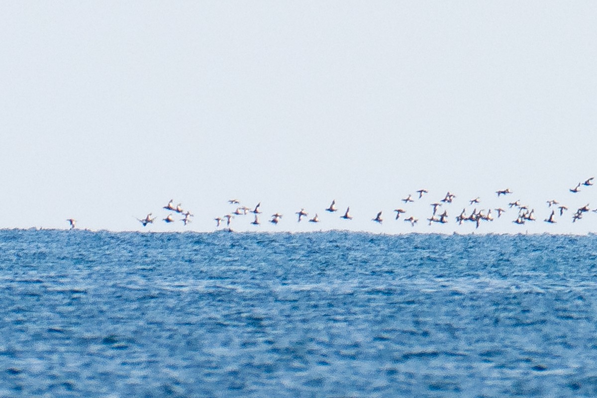 White-winged Scoter - ML581303591