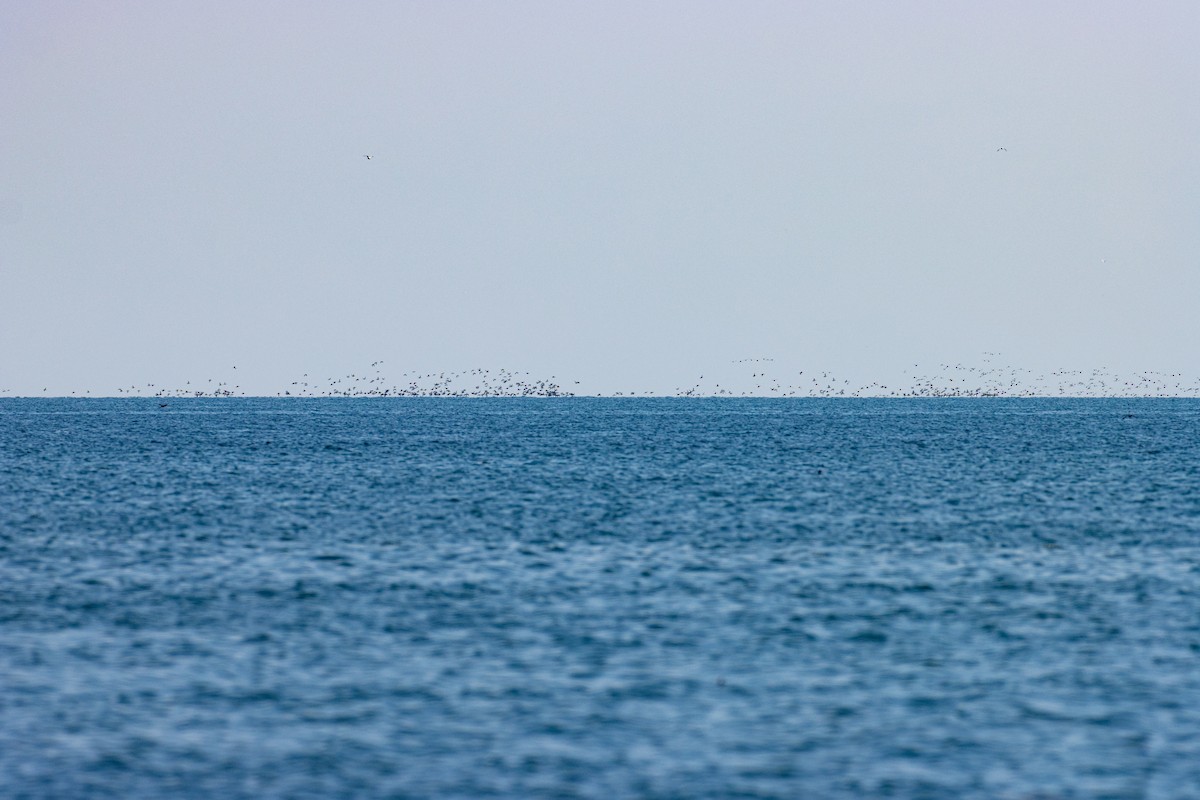 White-winged Scoter - ML581303601