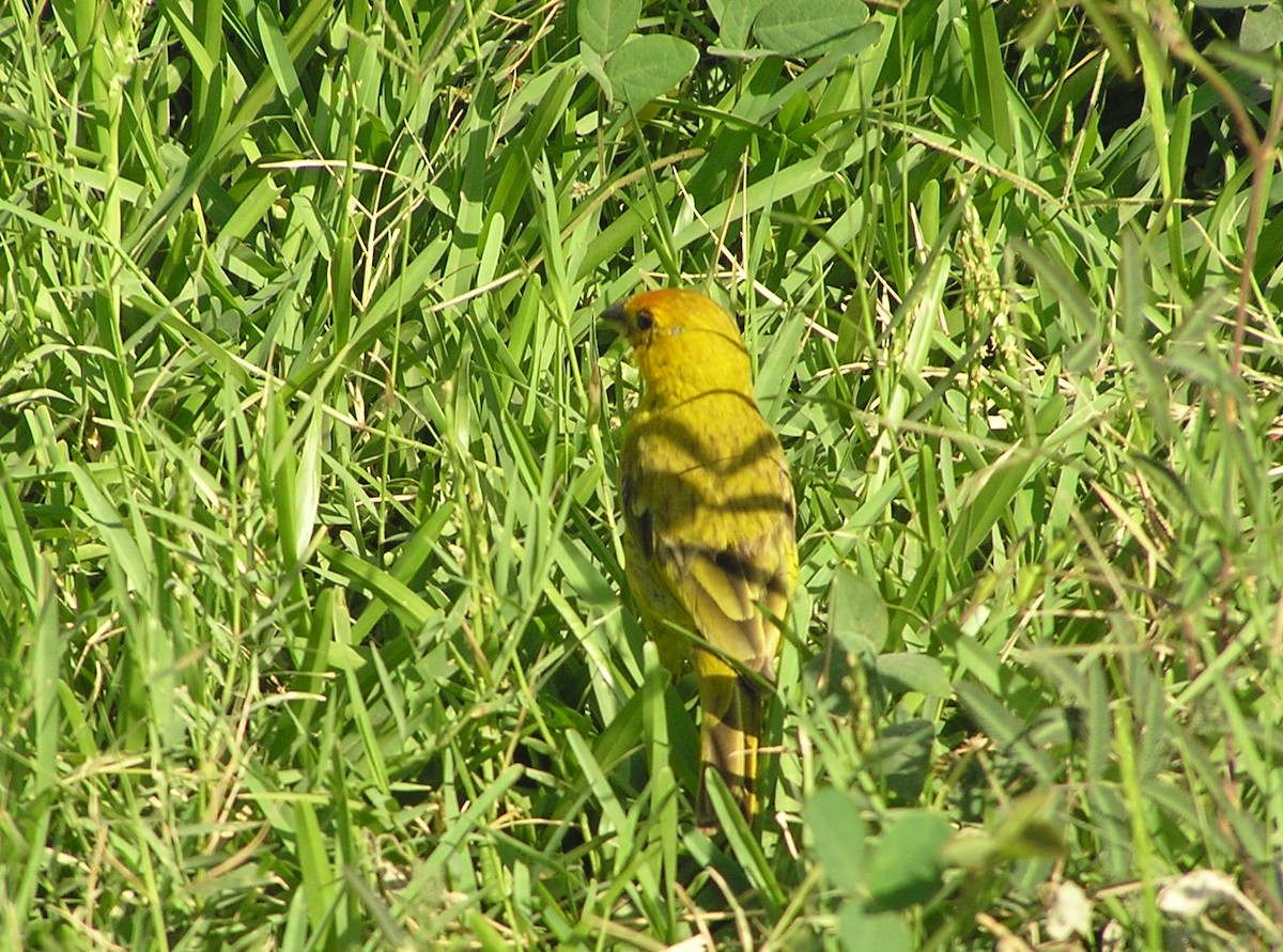 Saffron Finch - ML581303641