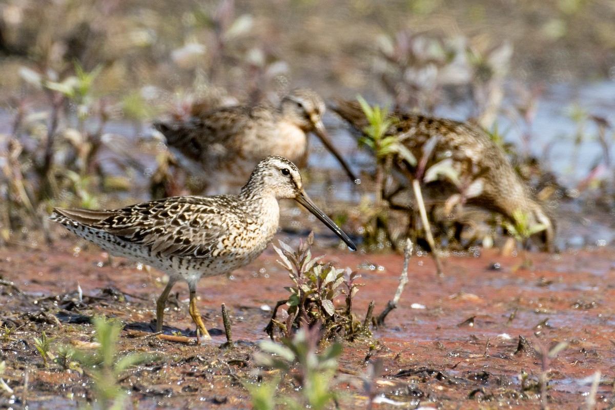 Short-billed Dowitcher - ML581303721