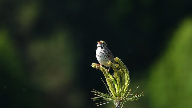 Savannah Sparrow - ML581303961