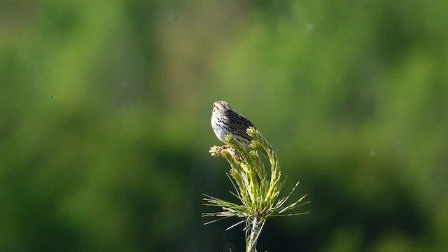 Savannah Sparrow - ML581303981
