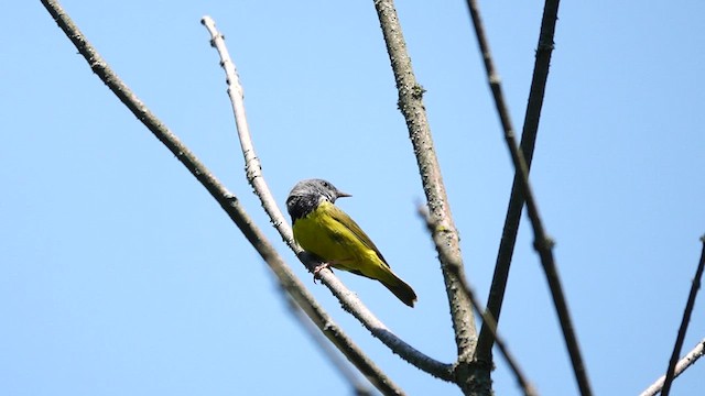 Graukopf-Waldsänger - ML581304531