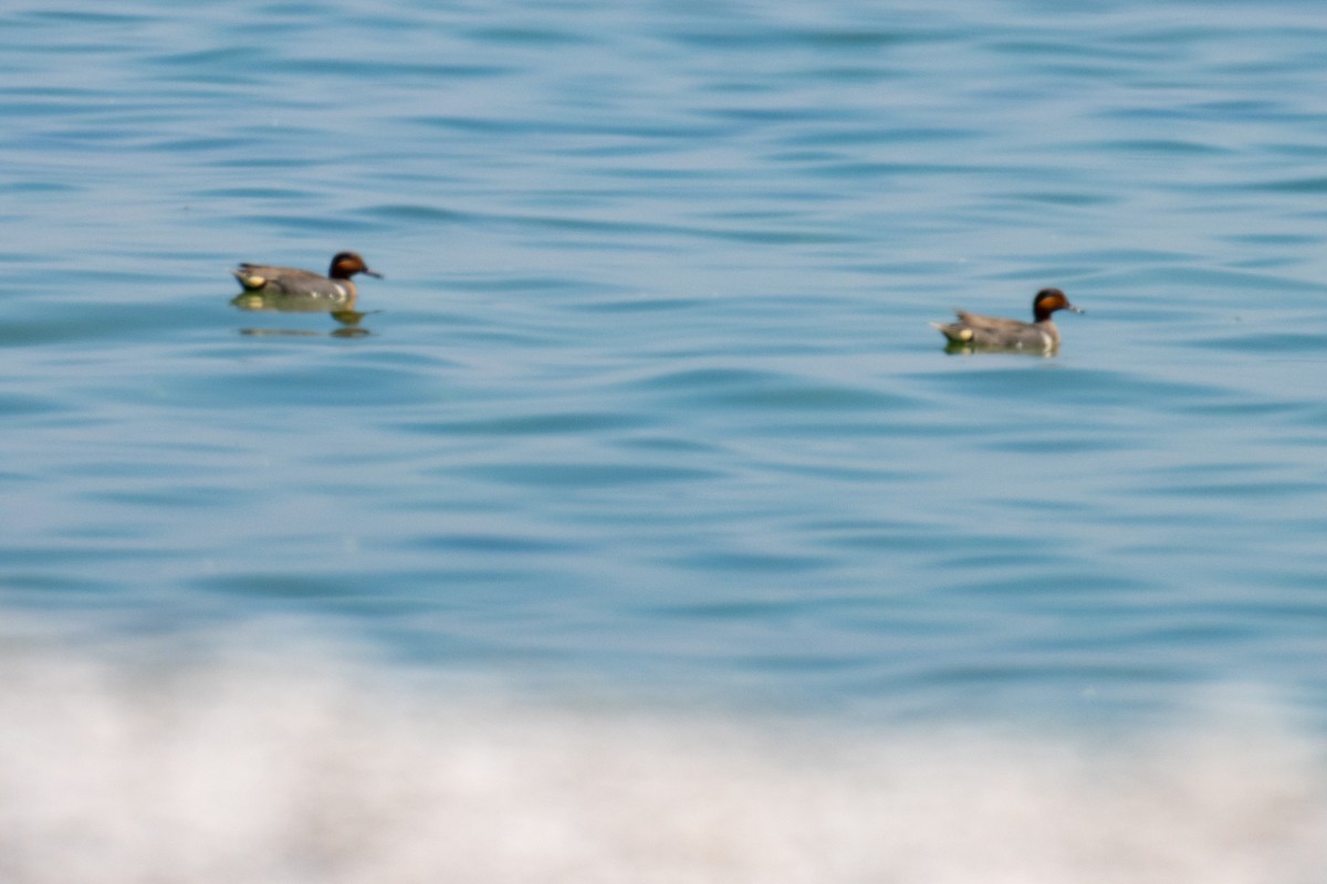 Green-winged Teal - Paul Jones