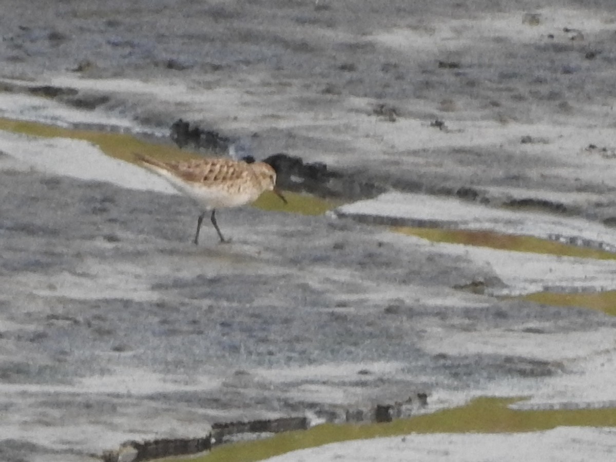 Weißbürzel-Strandläufer - ML581305071