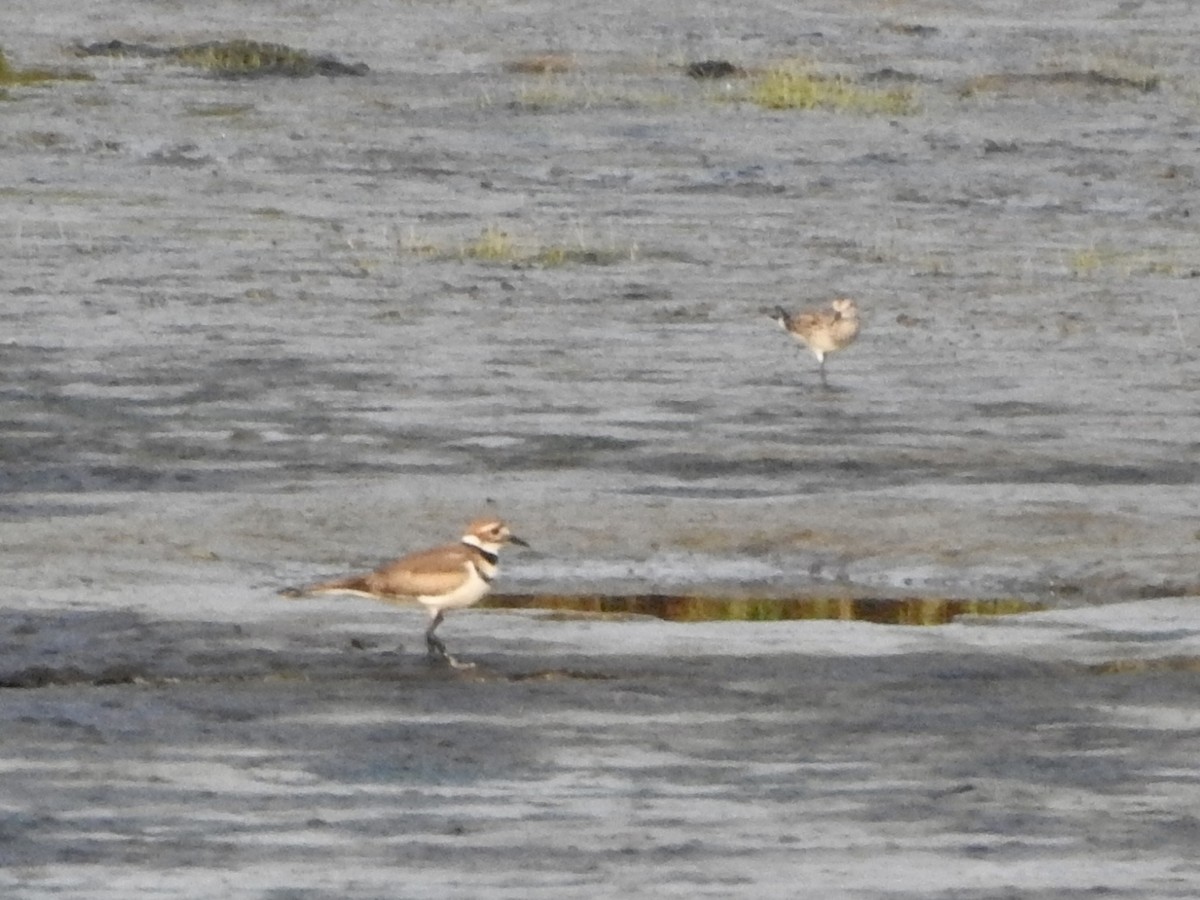 White-rumped Sandpiper - ML581305091