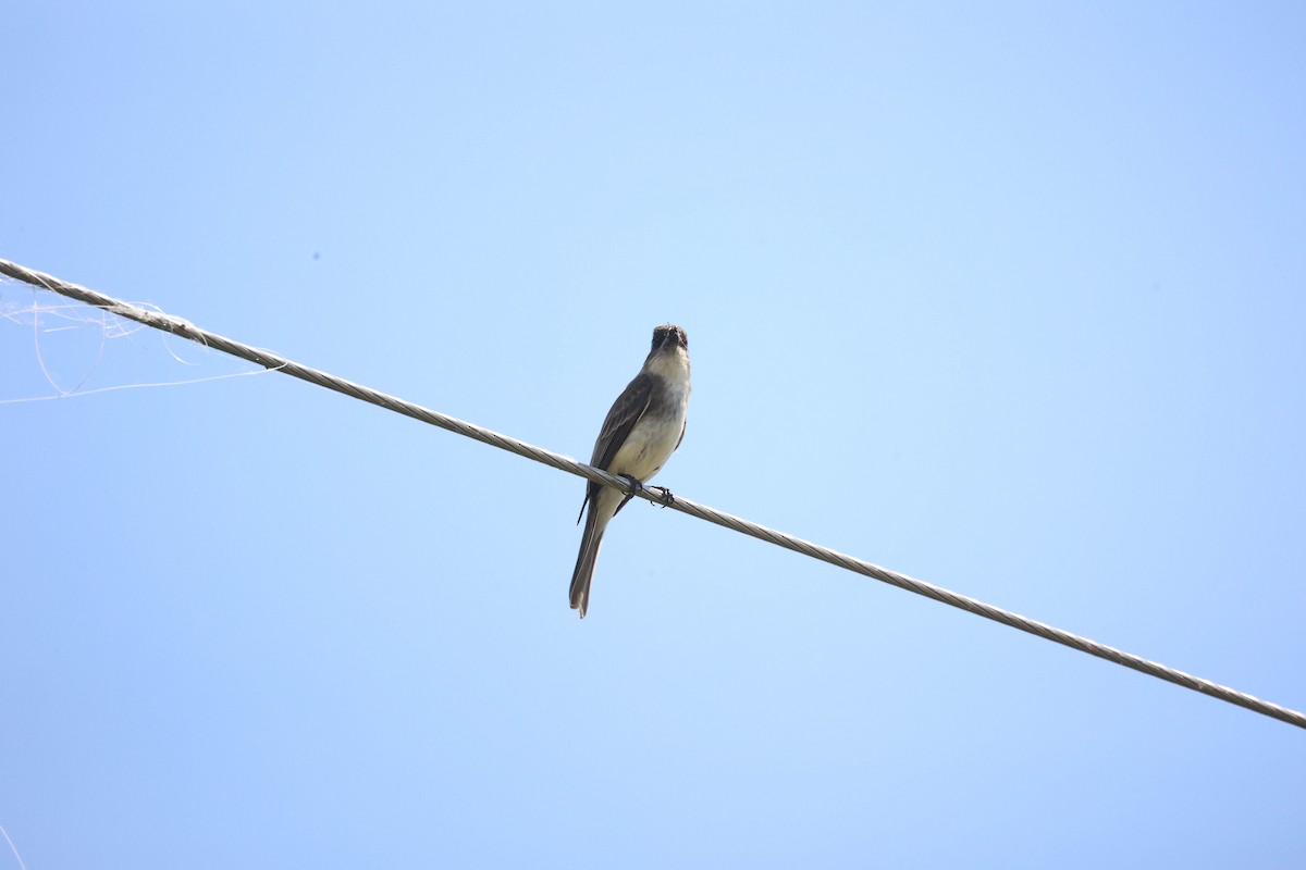 Eastern Phoebe - ML581306231