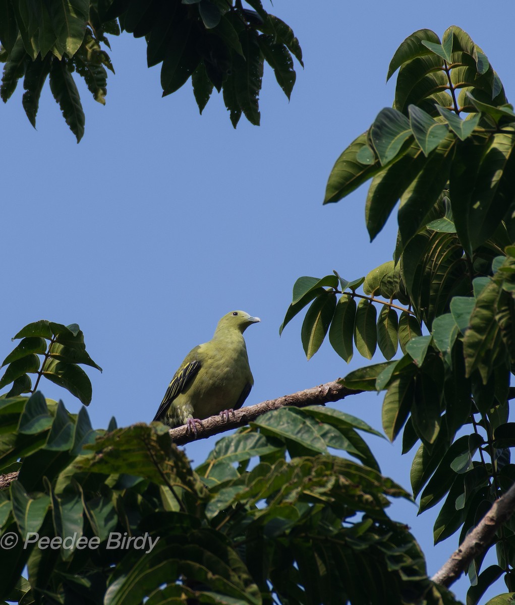 Colombar des Andaman - ML581306981
