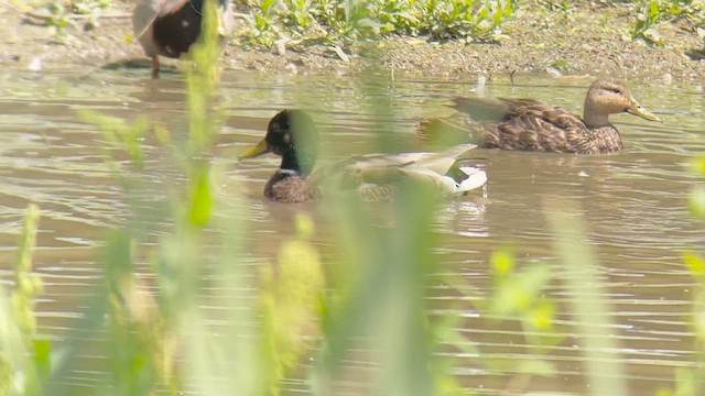 Mottled Duck - ML581308651