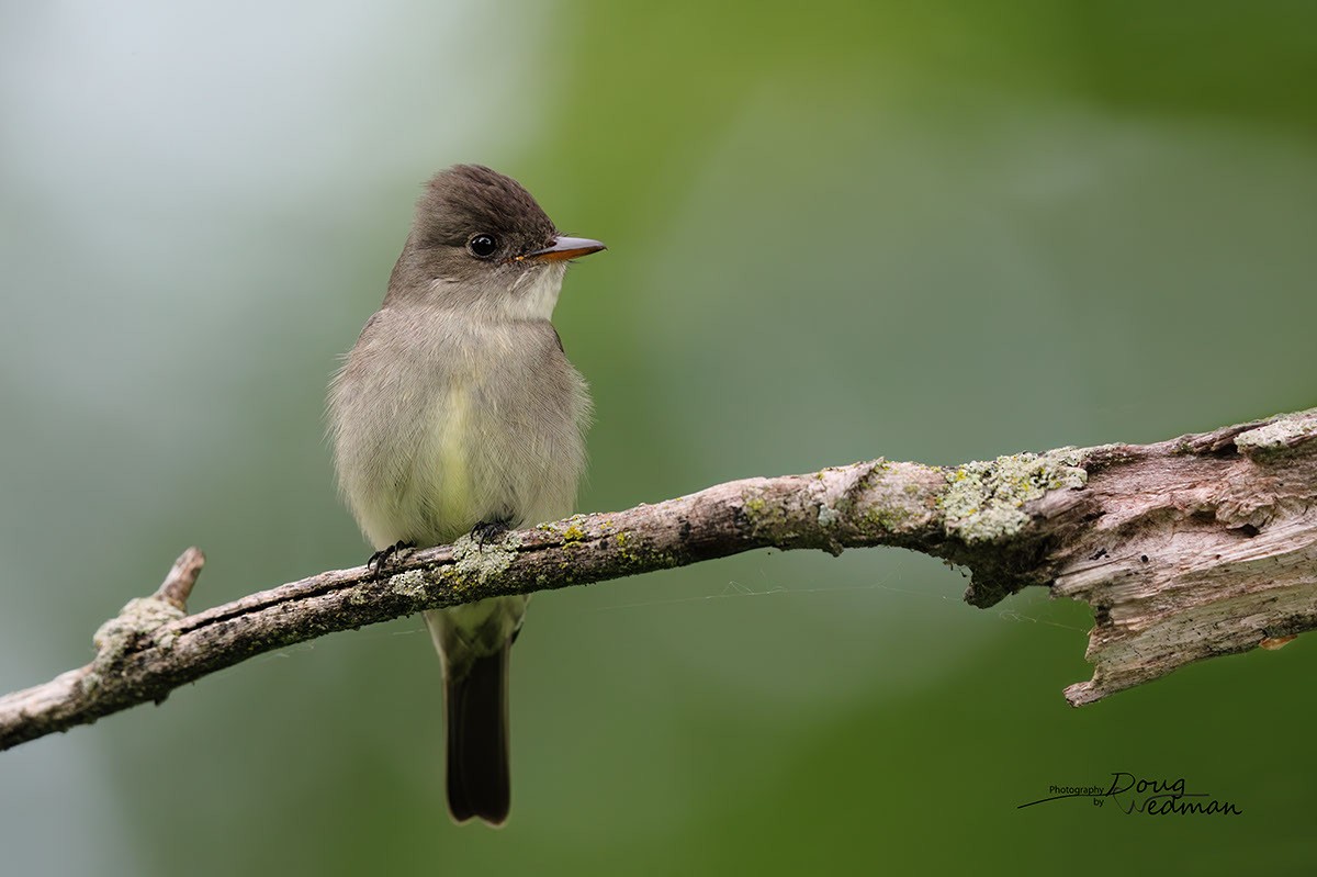 Eastern Wood-Pewee - ML581310631