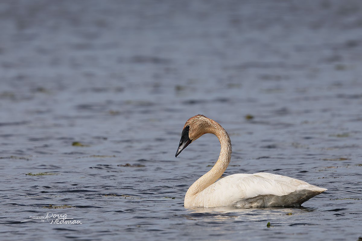 Trumpeter Swan - ML581310791