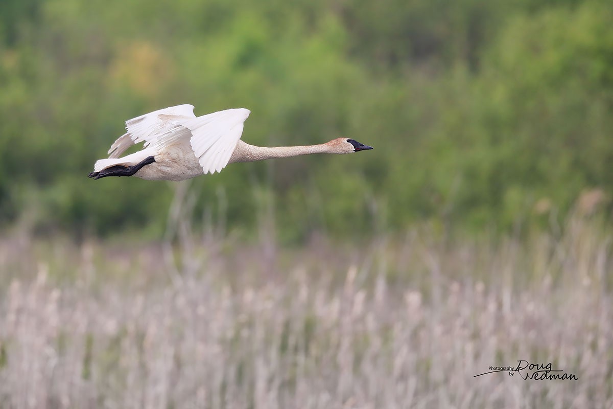 Trumpeter Swan - ML581310831