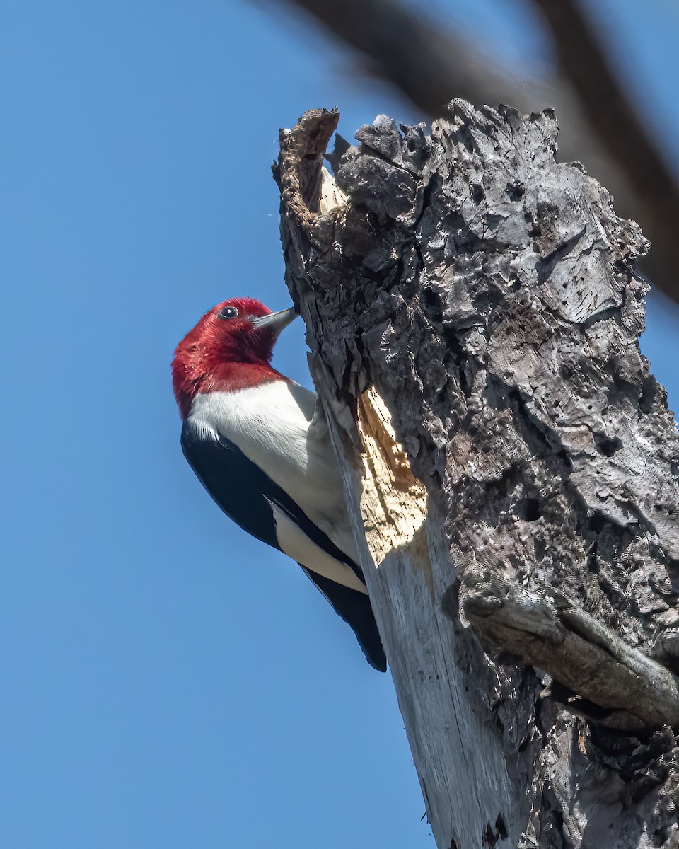 Pic à tête rouge - ML581311001