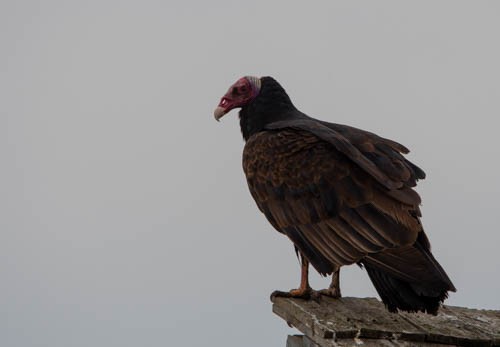 Turkey Vulture (Tropical) - Lucas Quivira Flores