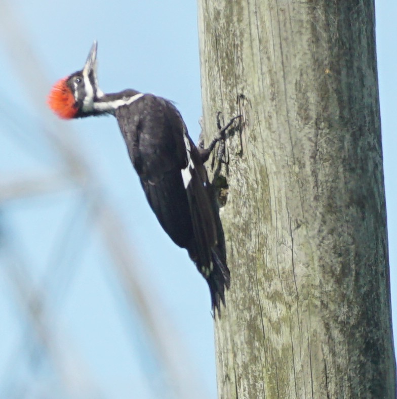 Pileated Woodpecker - John McCallister