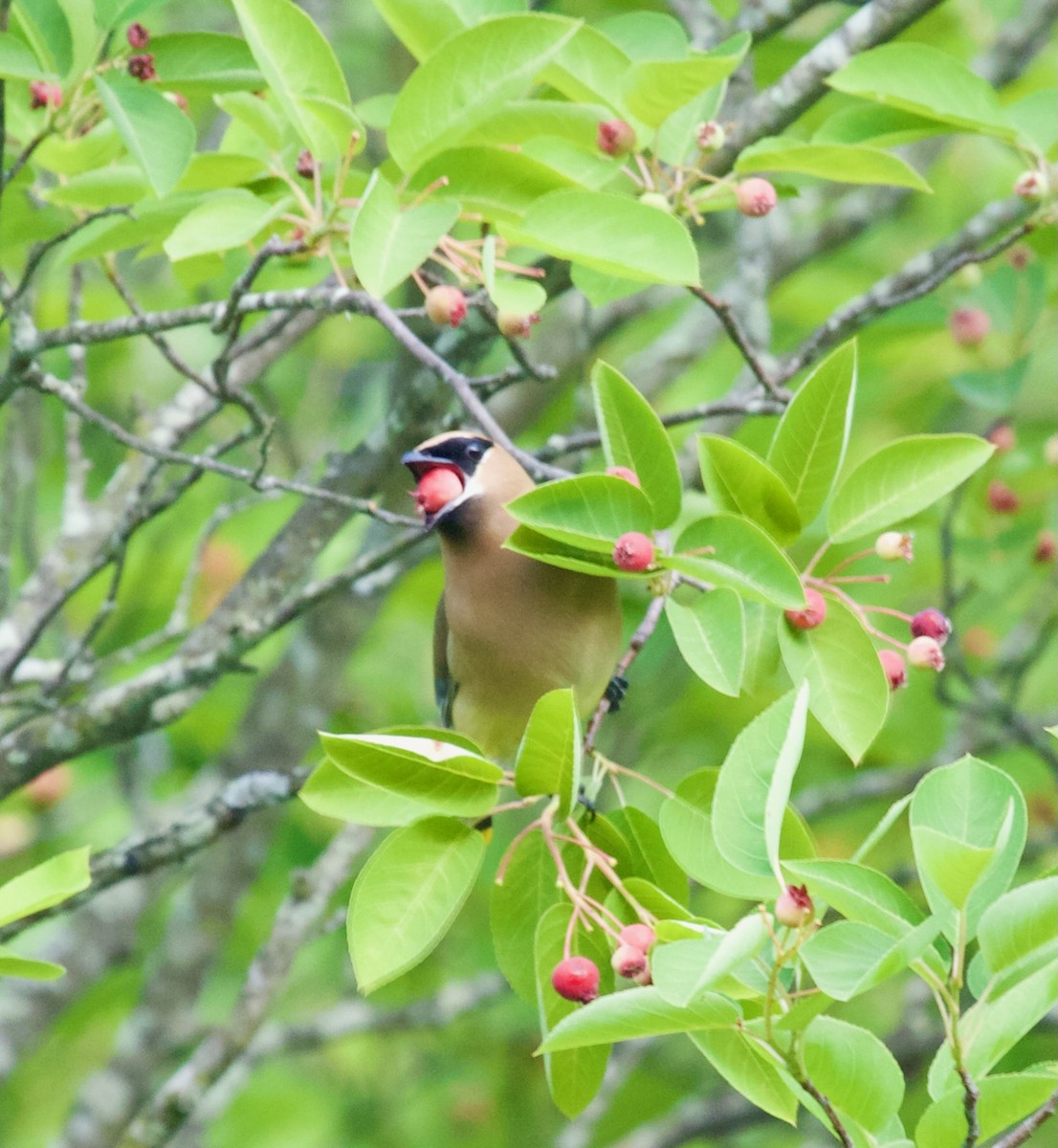 Cedar Waxwing - ML581312421