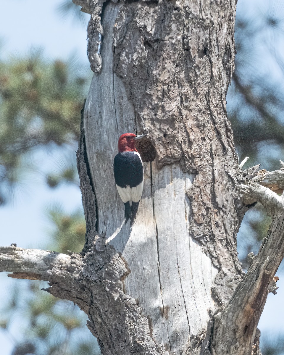 Pic à tête rouge - ML581313411