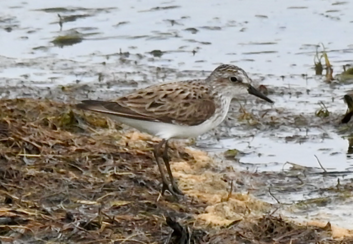 Semipalmated Sandpiper - ML581314391