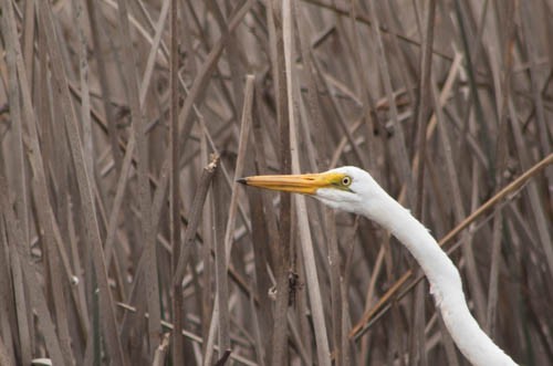 Great Egret (American) - Lucas Quivira Flores